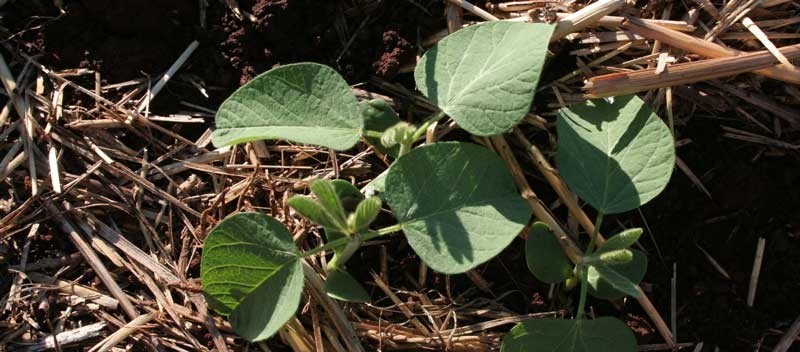 Soybean01a